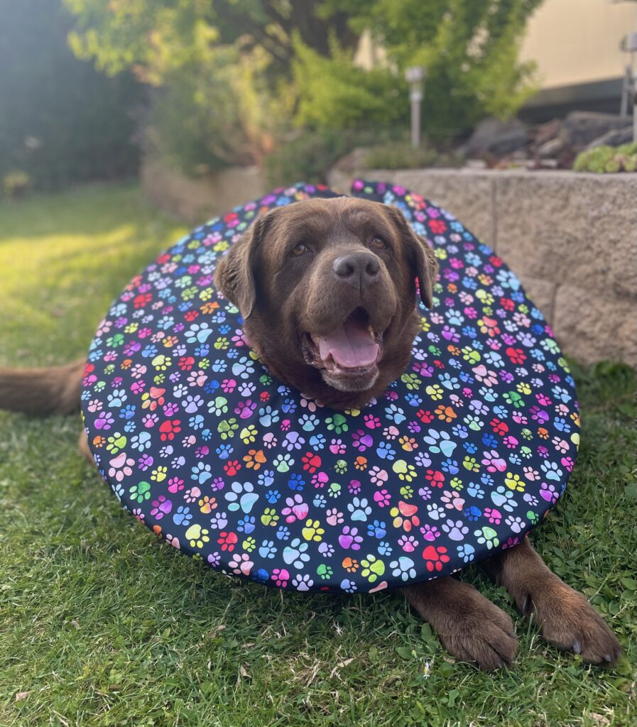 látkový pooperační límec pro psy