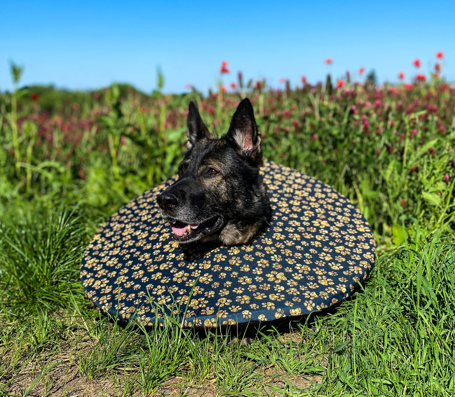 látkový ochranný límec pro psa po operaci