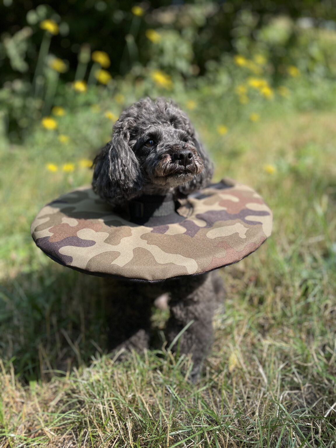 látkový límec pro psa po operaci