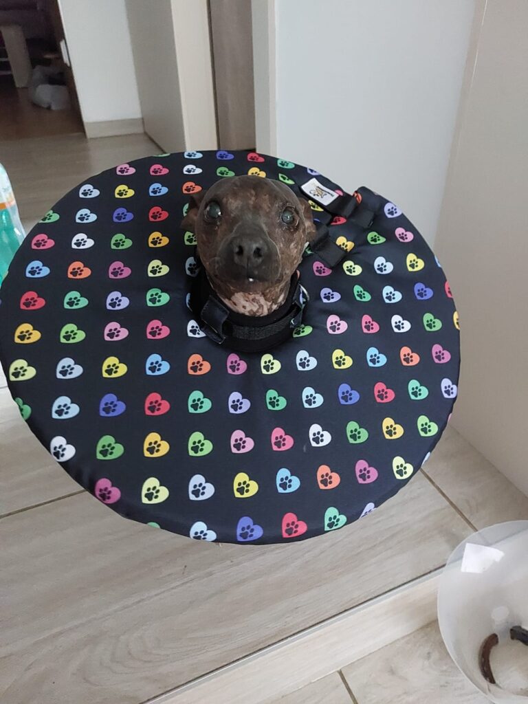 látkový límec pro psy po operaci