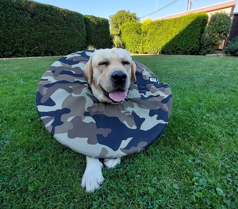 Jak udržovat látkový pooperační límec?