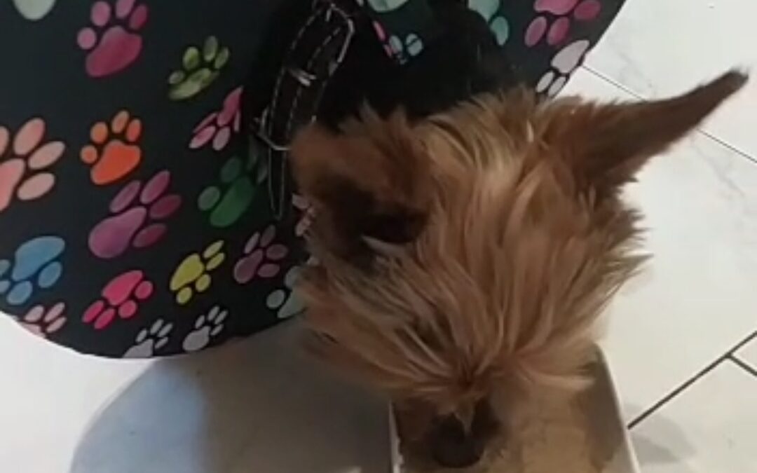 Jak se pes v látkovém pooperačním límci nažere?