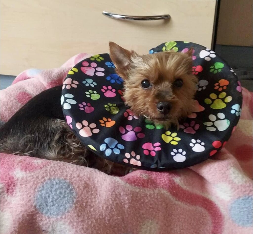 pooperační límec pro ochrnutého psa