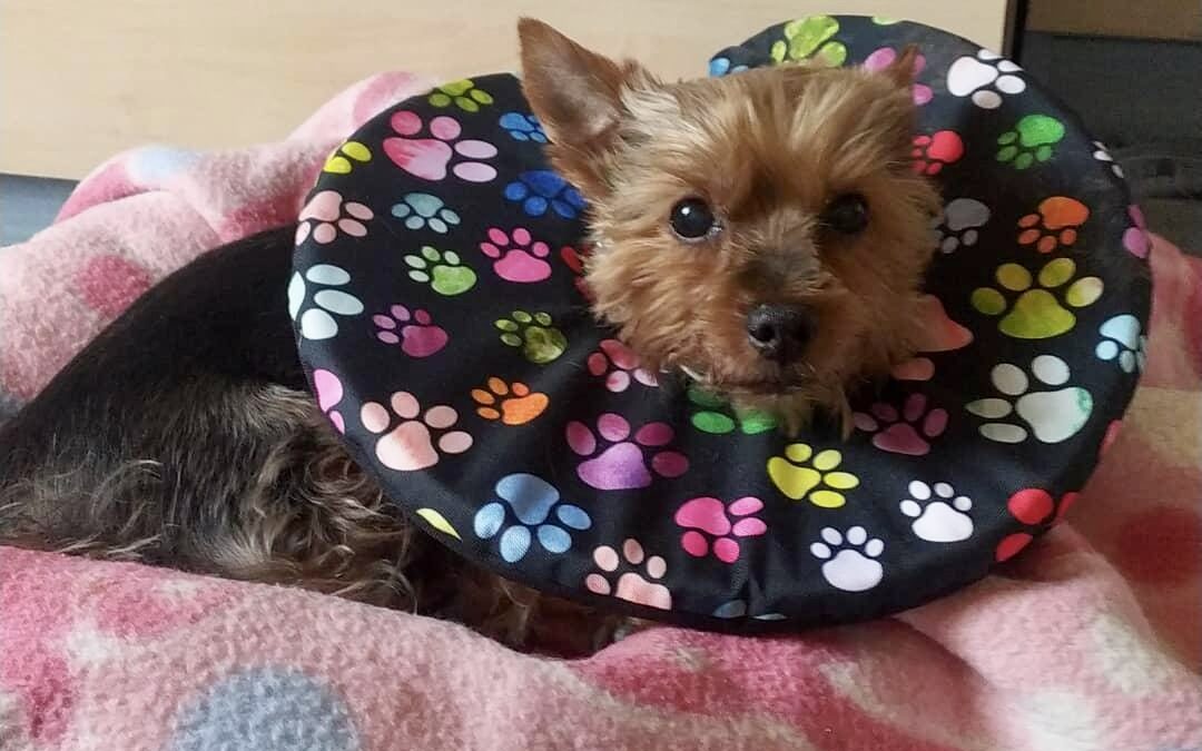 Můj ochrnutý pes si olizuje oděrky na nohou, je pro něj látkový pooperační límce vhodný jako ochrana?