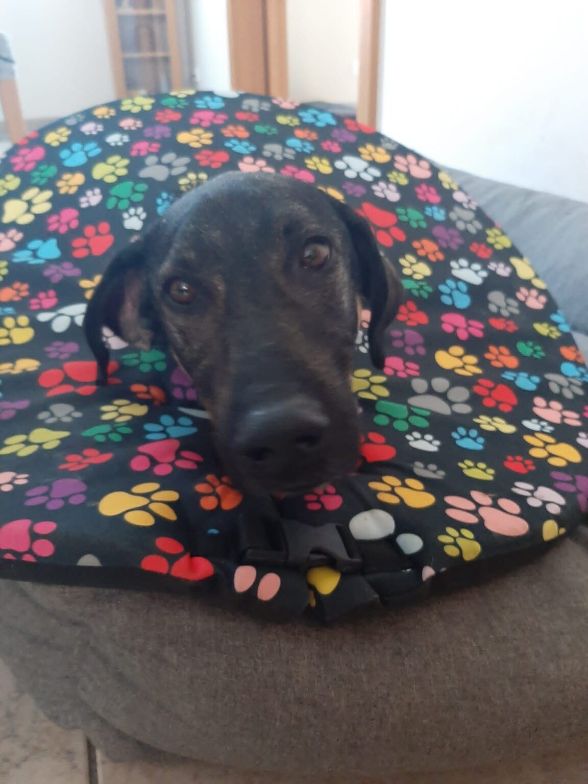 ochranný límec pro psy po operaci křížové vazy