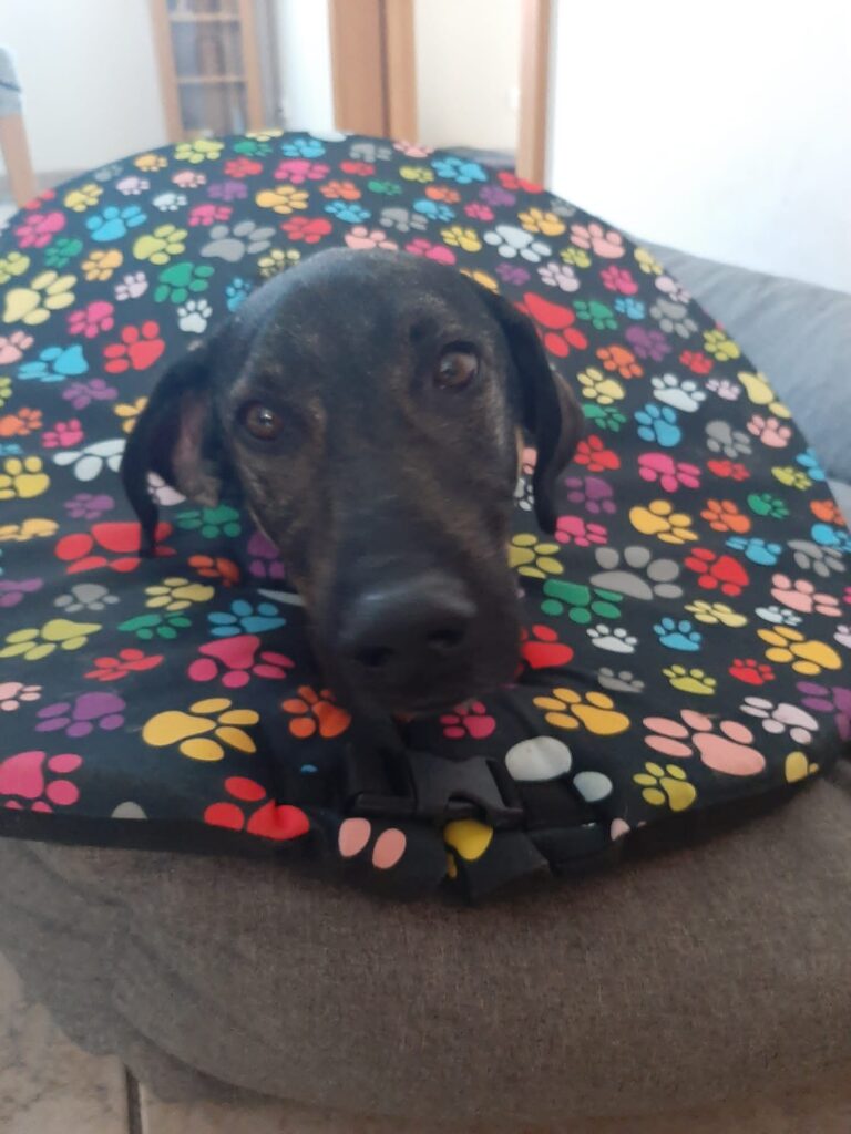 ochranný límec pro psy po operaci křížové vazy