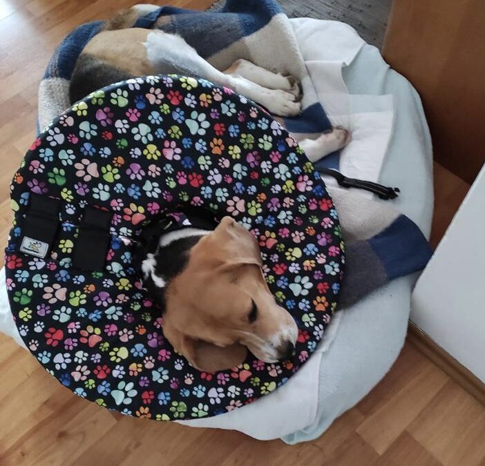 Jak se pes v látkovém pooperačním límci vyspí?