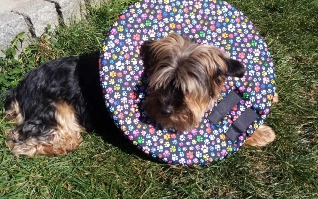 Kdy není dobré látkový pooperační límec použít?