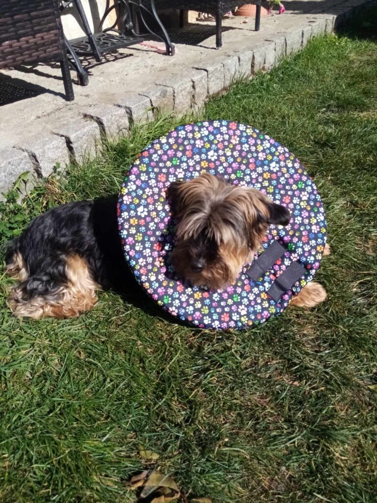 ochranný límec pro psy po operaci