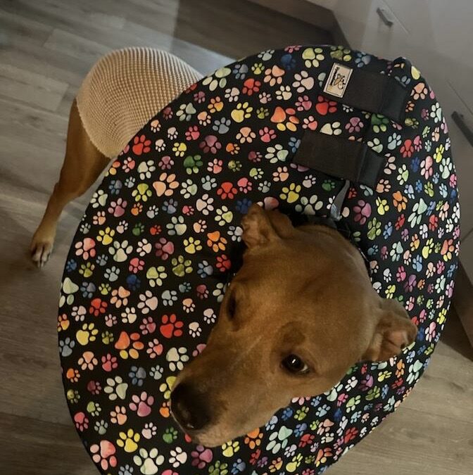 Když je látkový límec měkký, jak psovi zabrání dostat se na ránu?