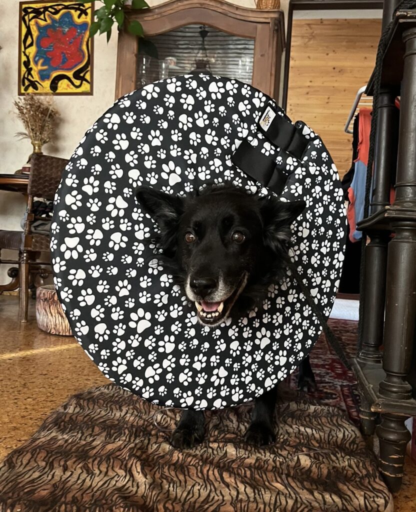 pooperační límec pro psy