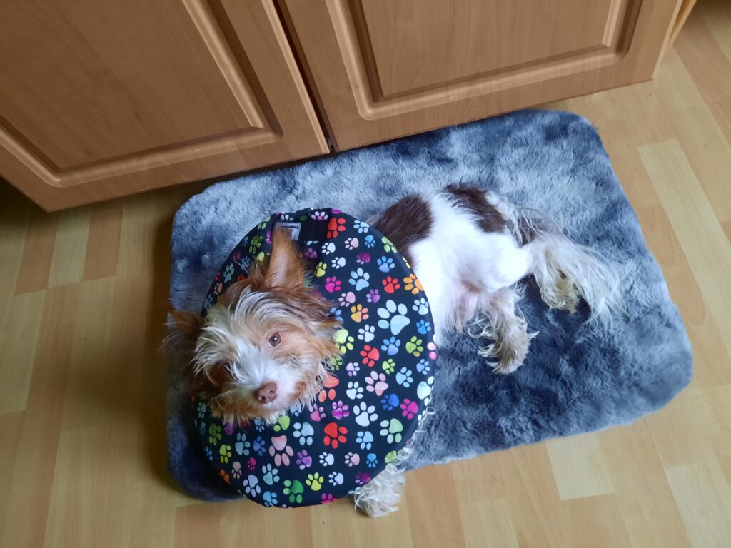 pooperační límec pro psy