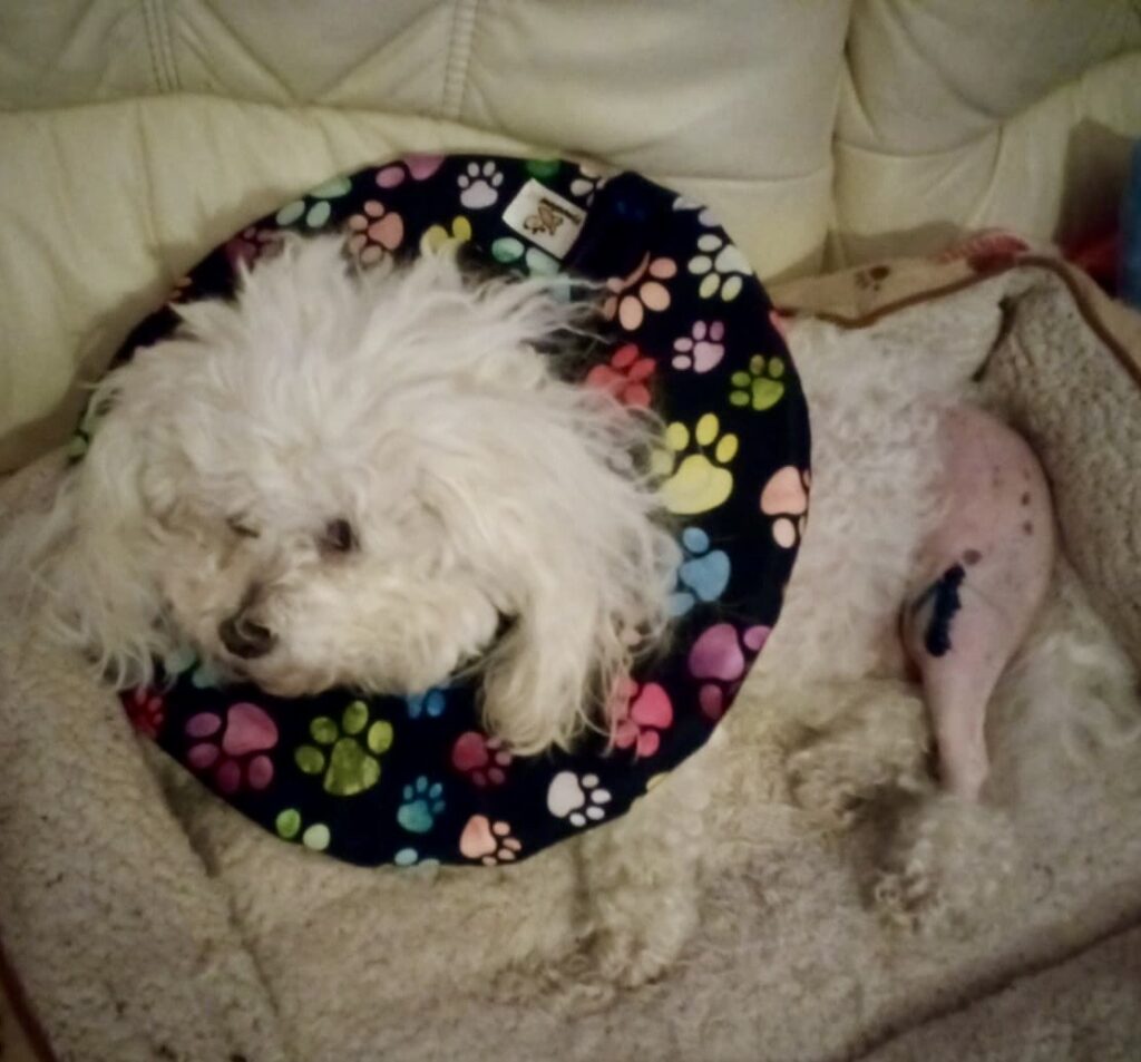 pes po operaci ochranný límec