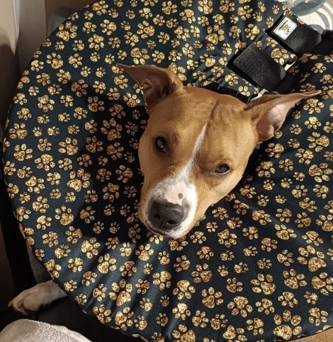 Jak to funguje, že se pes v látkovém límci nedostane na ránu?