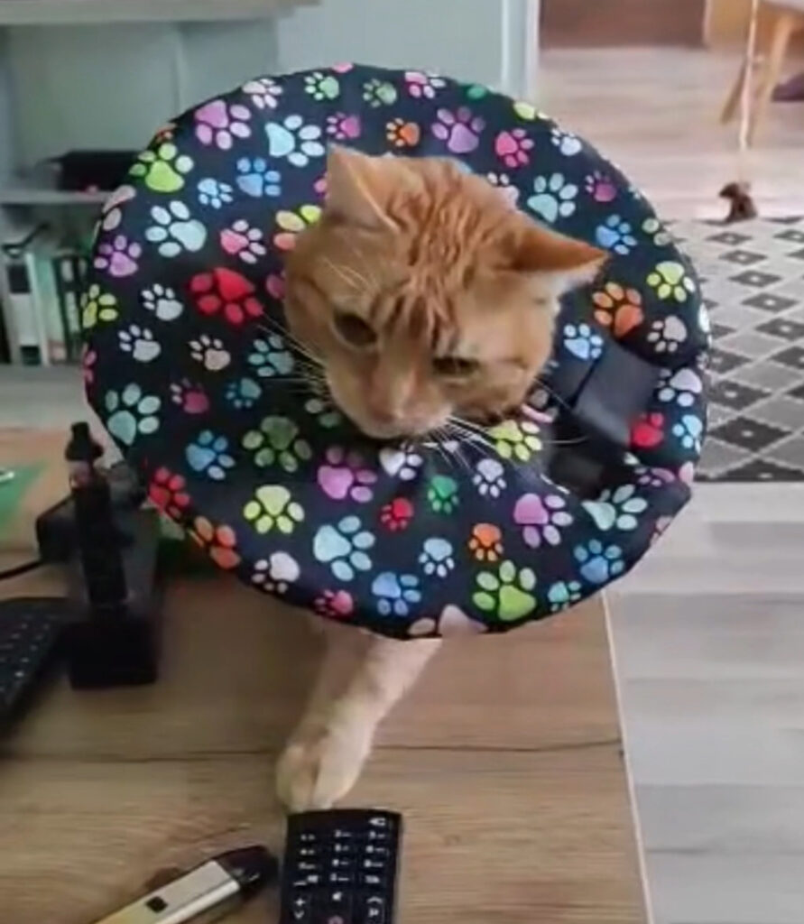 měkký látkový límec pro kočku