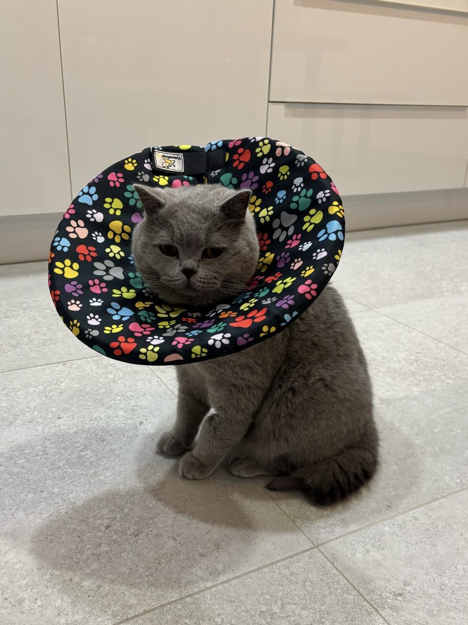 Límec po operaci kočky látkový