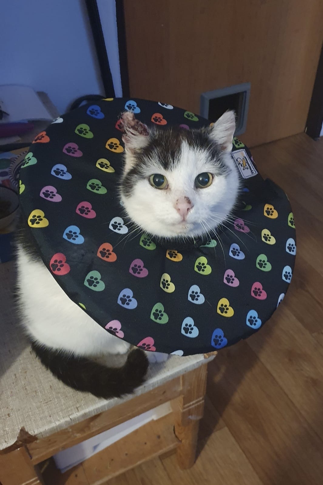 límec pro kočku po operaci