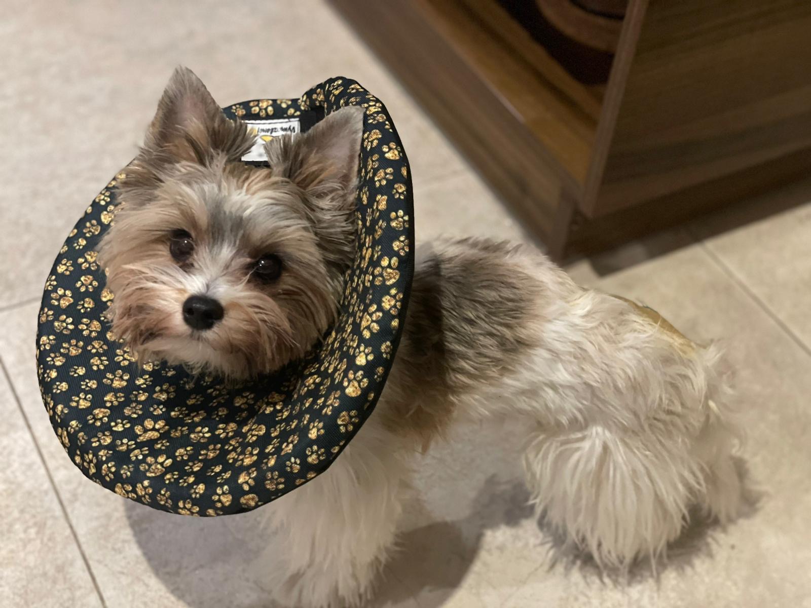 pooperační látkový límec pro psa po operaci