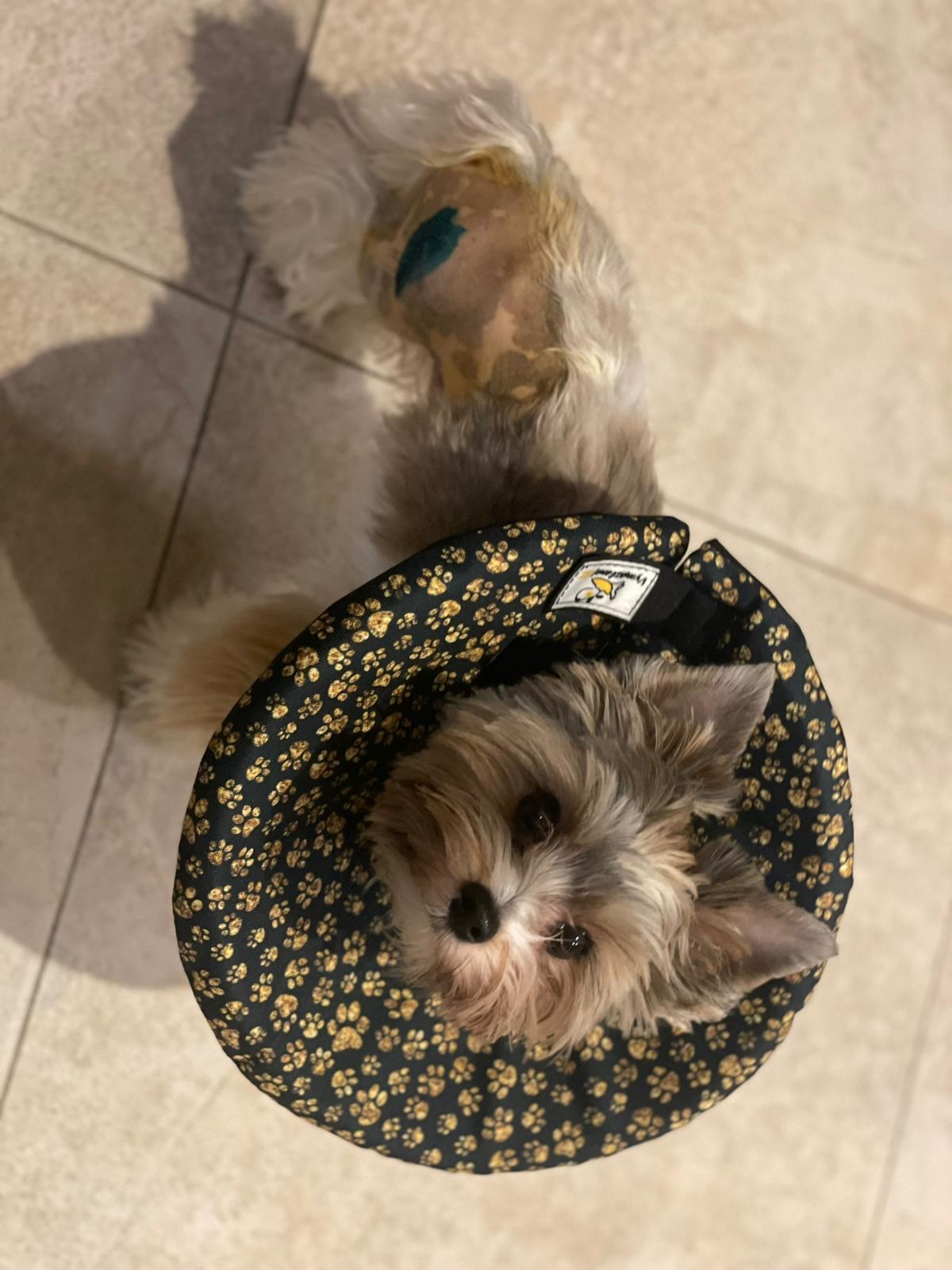 látkový límec pro psa po operaci