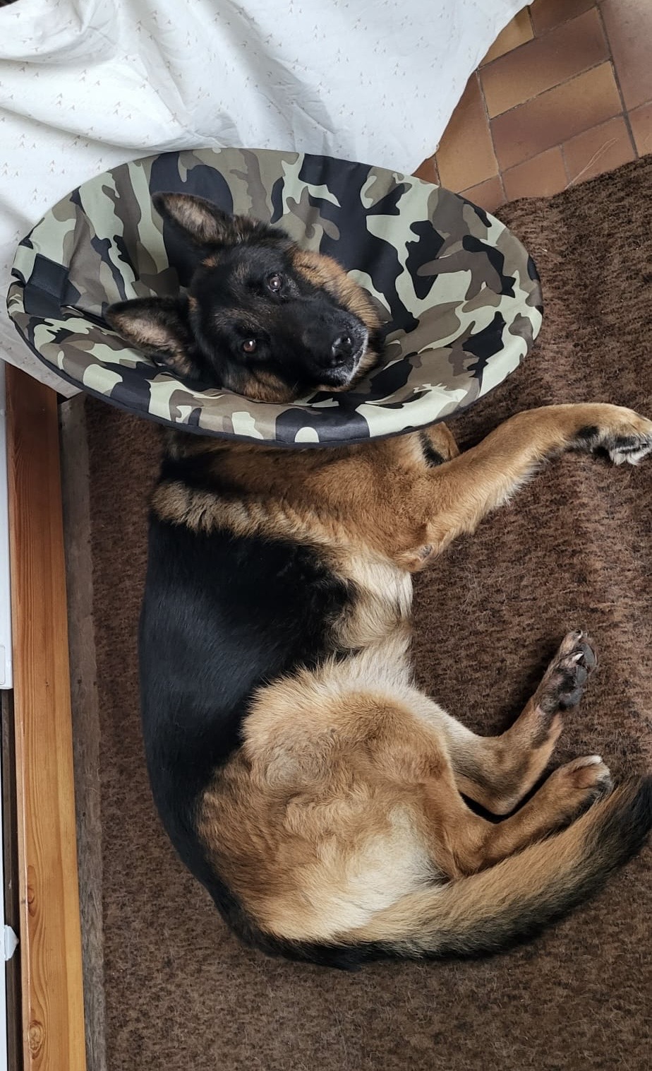 Límec pro psa po operaci látkový