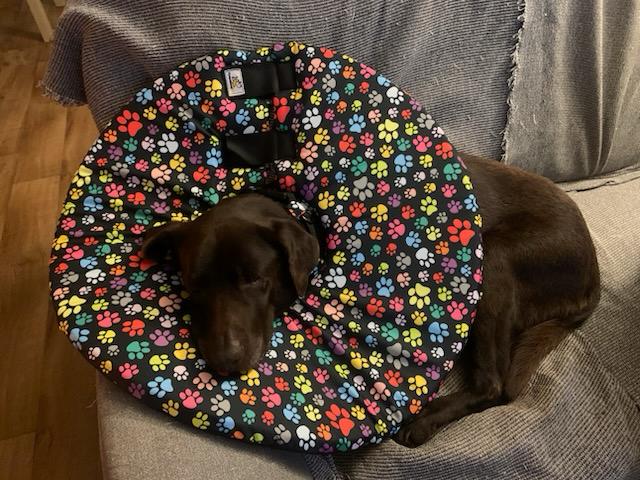 pooperační límec pro psa látkový