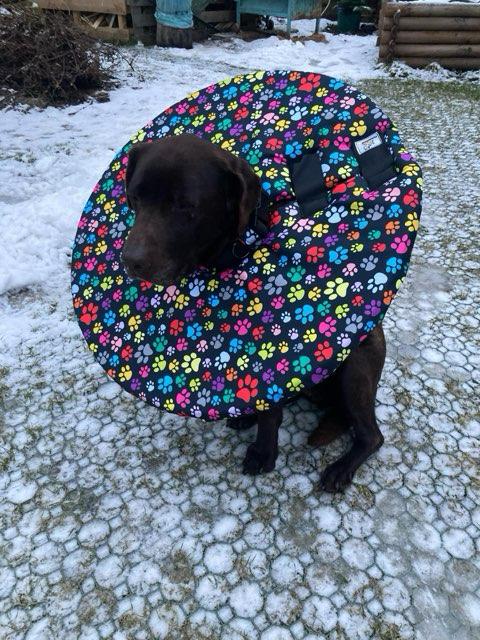 látkový límec pro psa po operaci