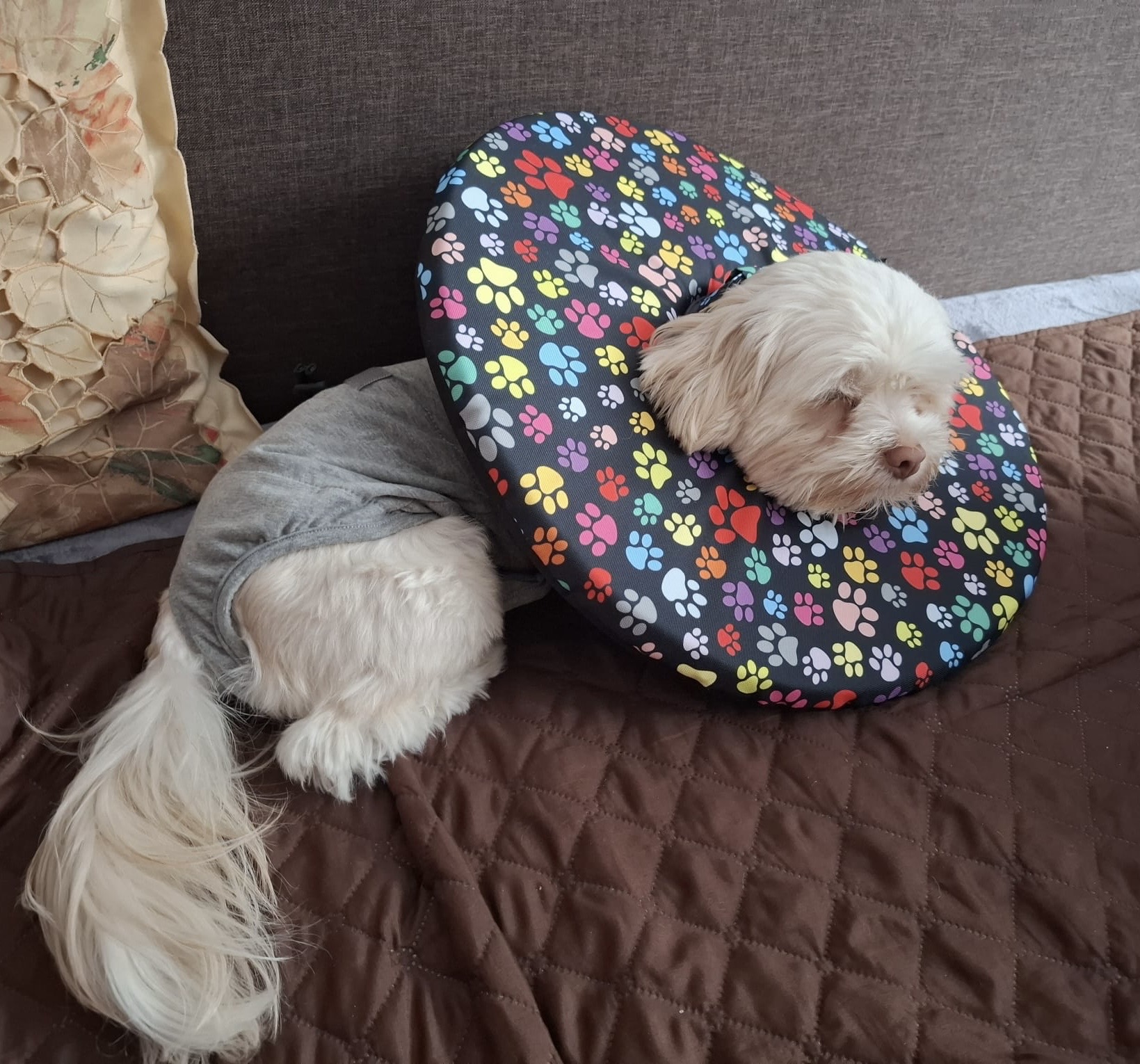 látkový límec pro psa po operaci