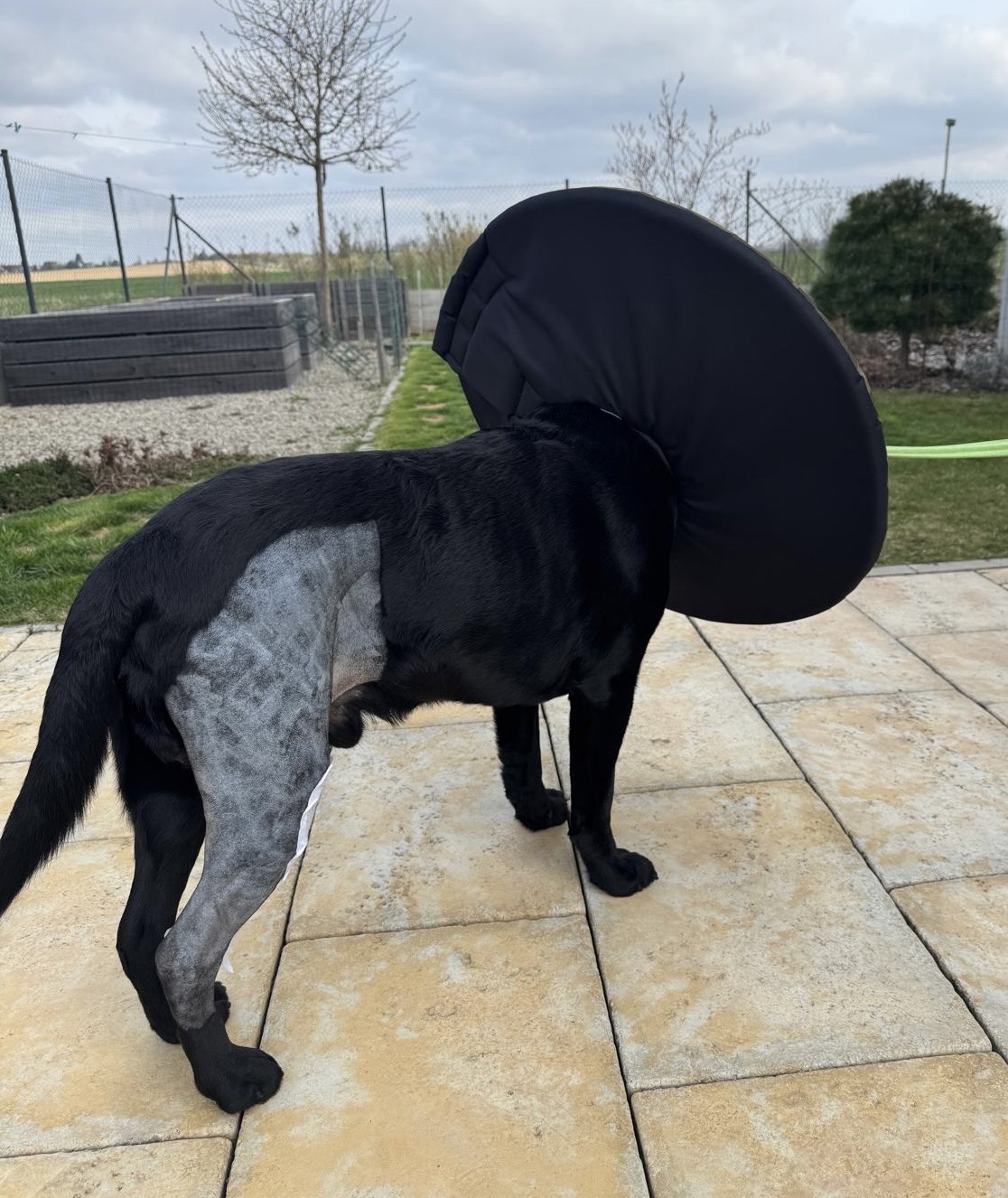 Pooperační límec pro malé i velké psy