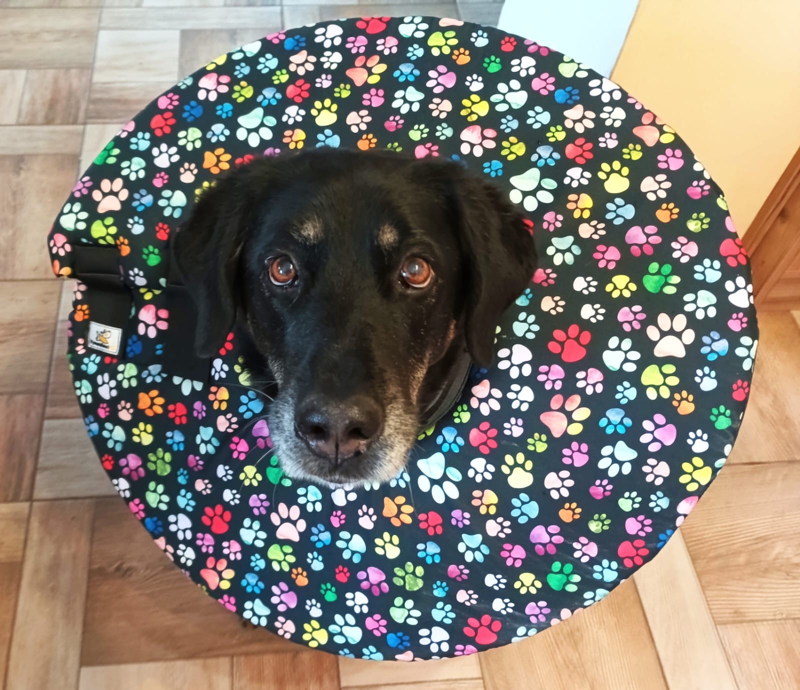 Měkký látkový krunýř pro psa po operaci