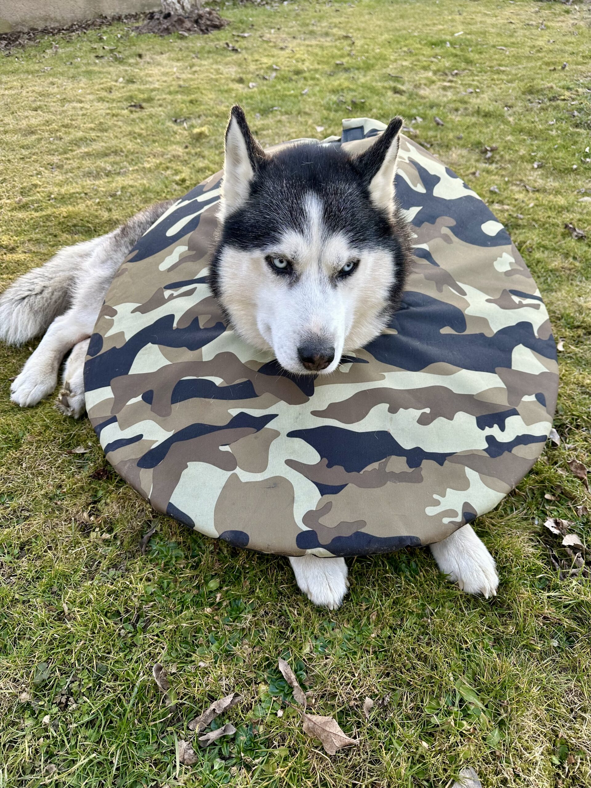 Pohodlný krunýř pro psa po operaci - šitý na míru