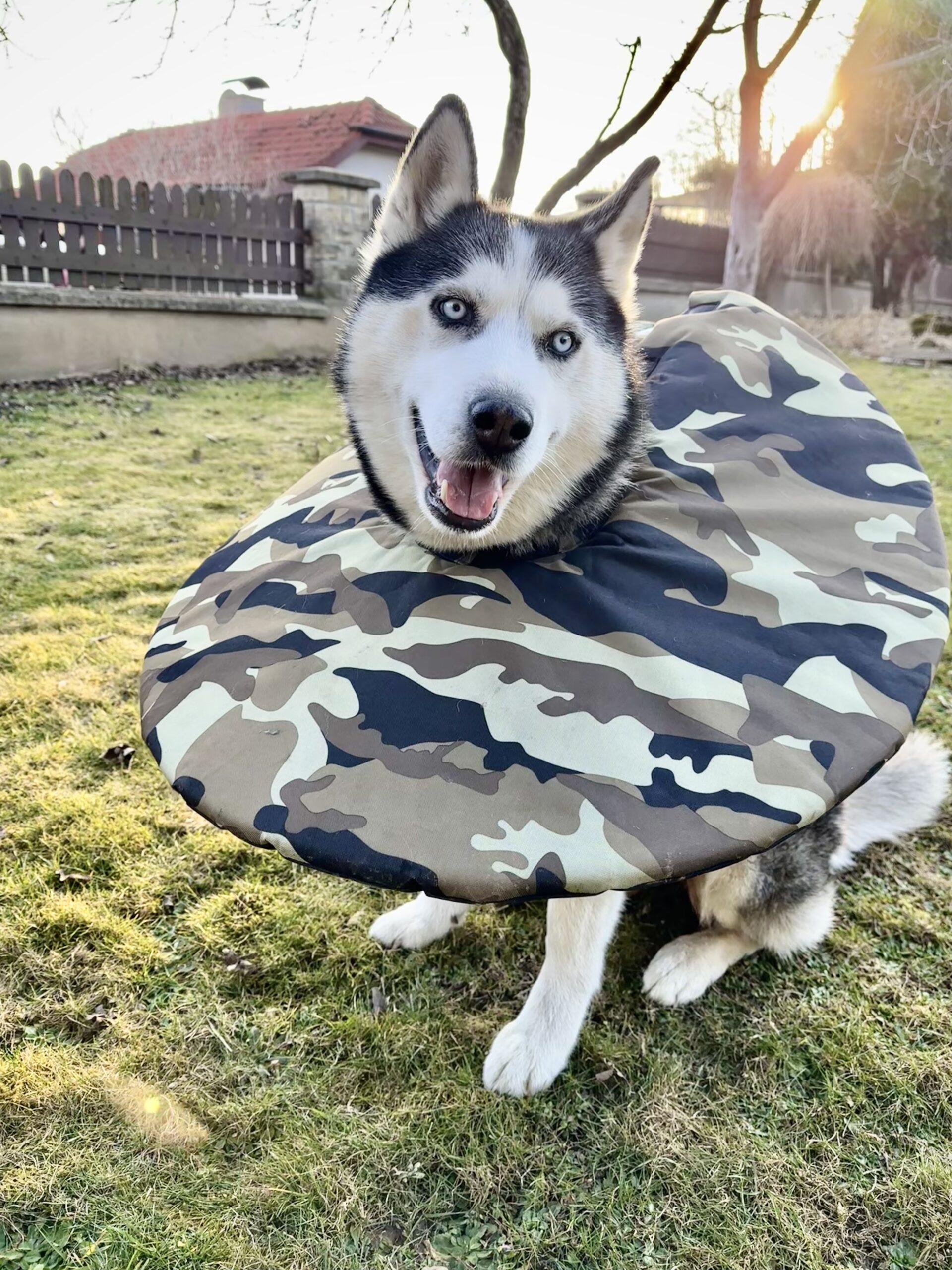 Ochranný krunýř pro psa po operaci