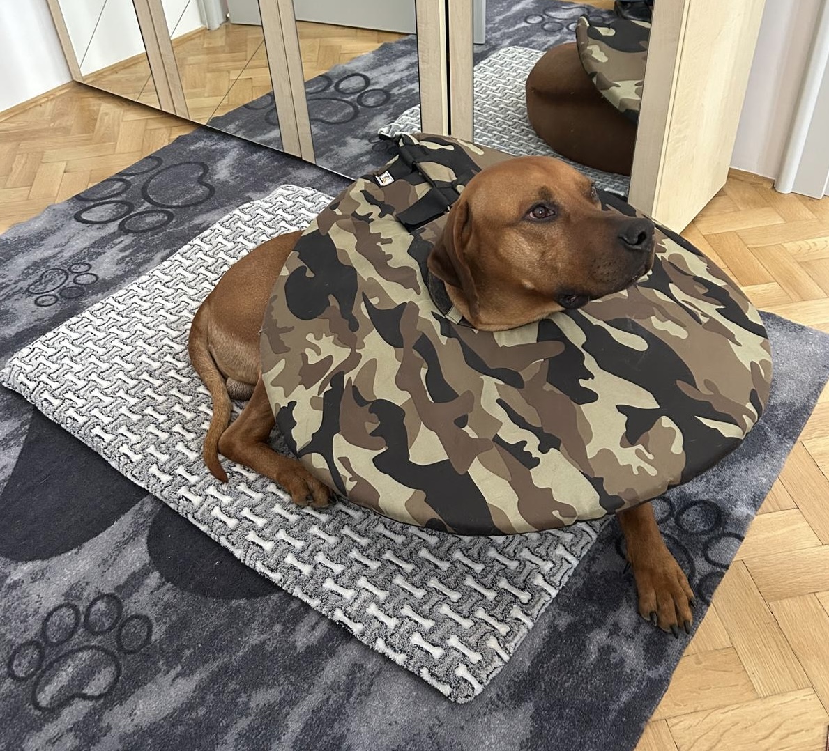 Látkový límec pro psa po operaci