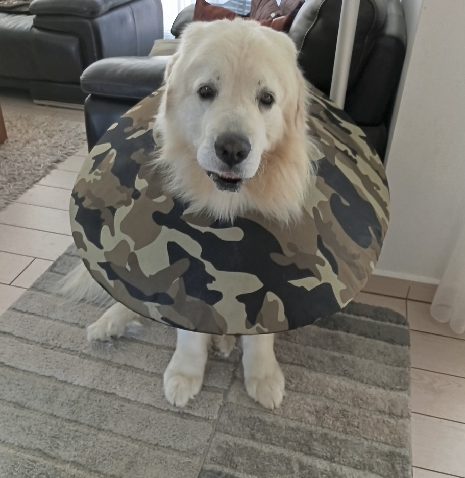 límec pro psy po operaci šitý na míru