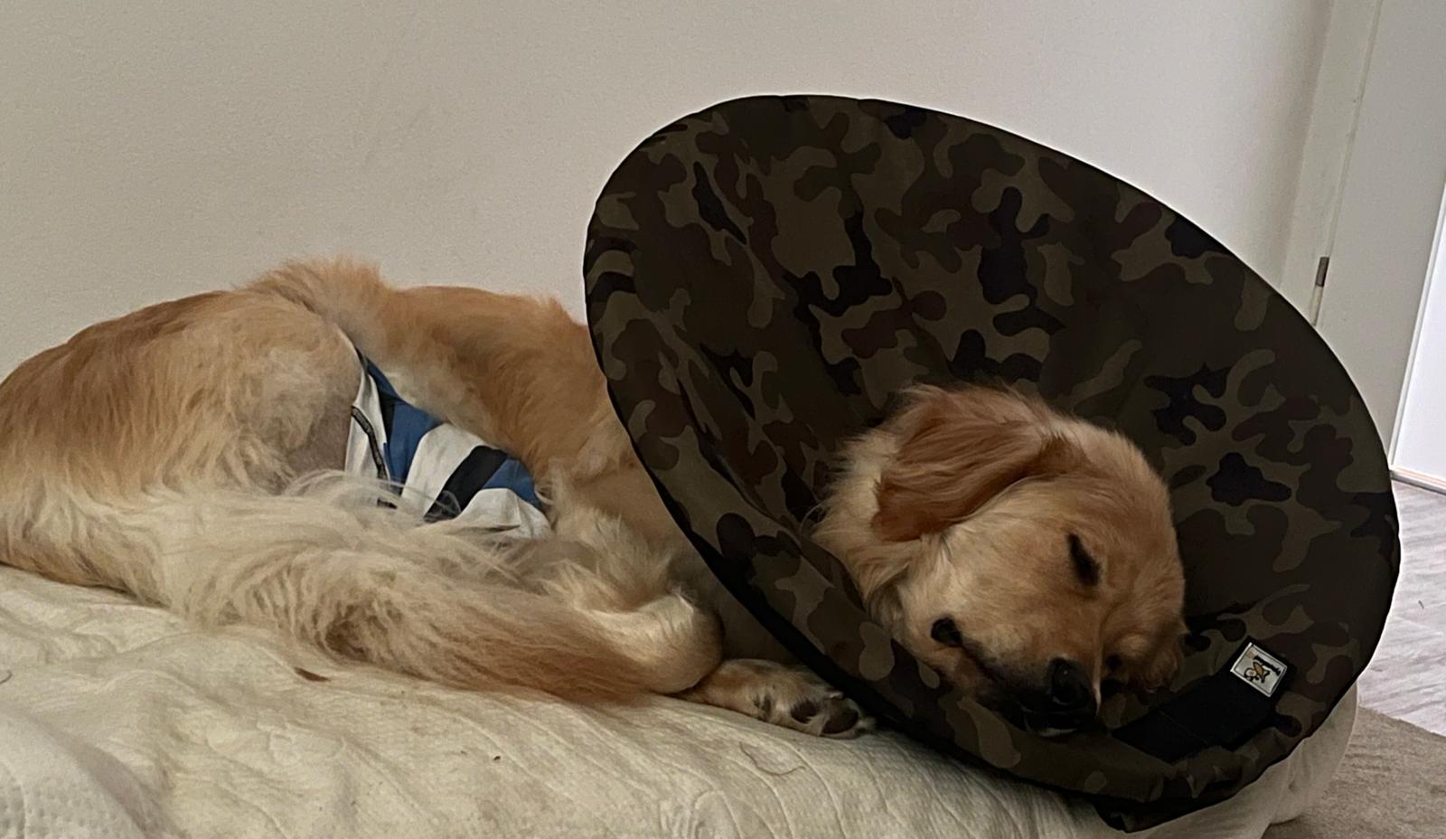 látkový límec pro psy 