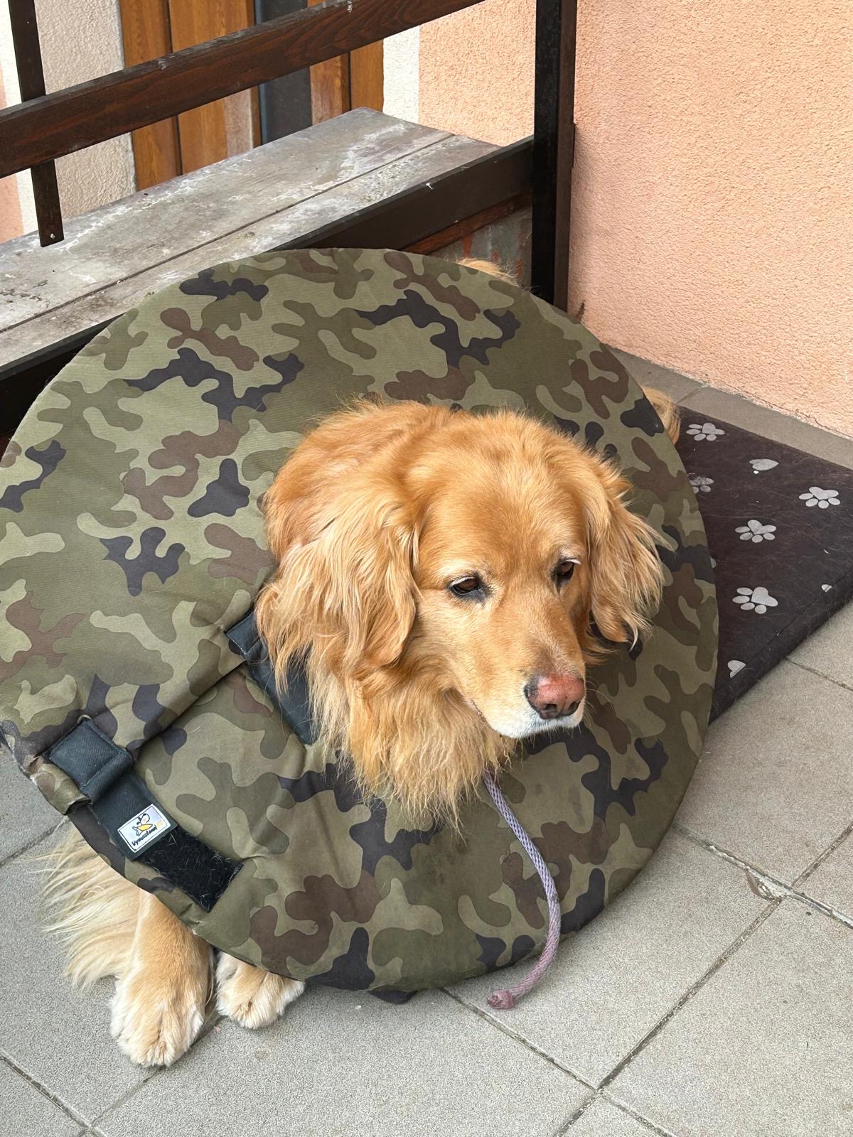 látkový límec na míru pro psy po operaci