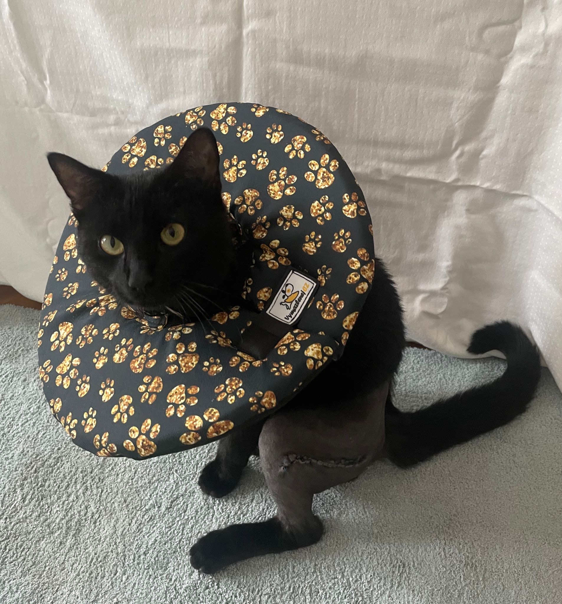 pohodlný límec pro kočku po operaci