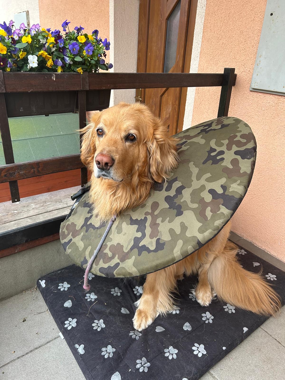 látkový ochranný krunýř pro psa po operaci