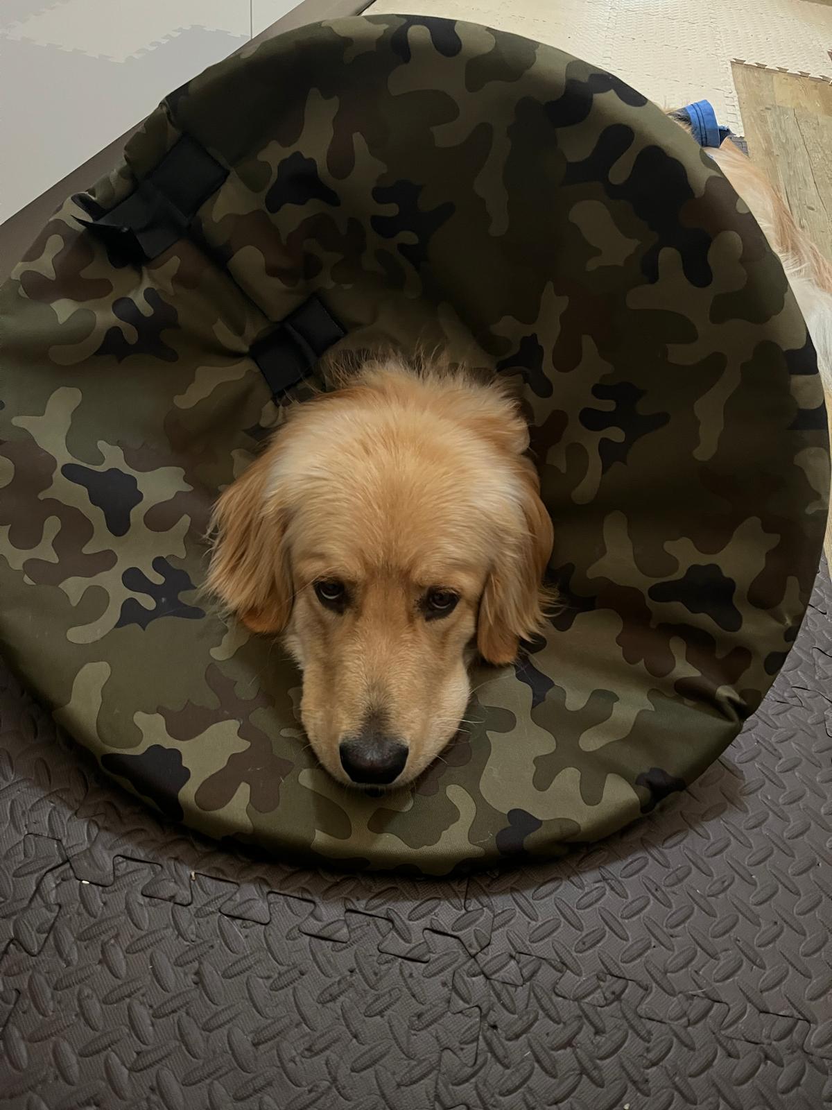 límec na míru pro psa po operaci