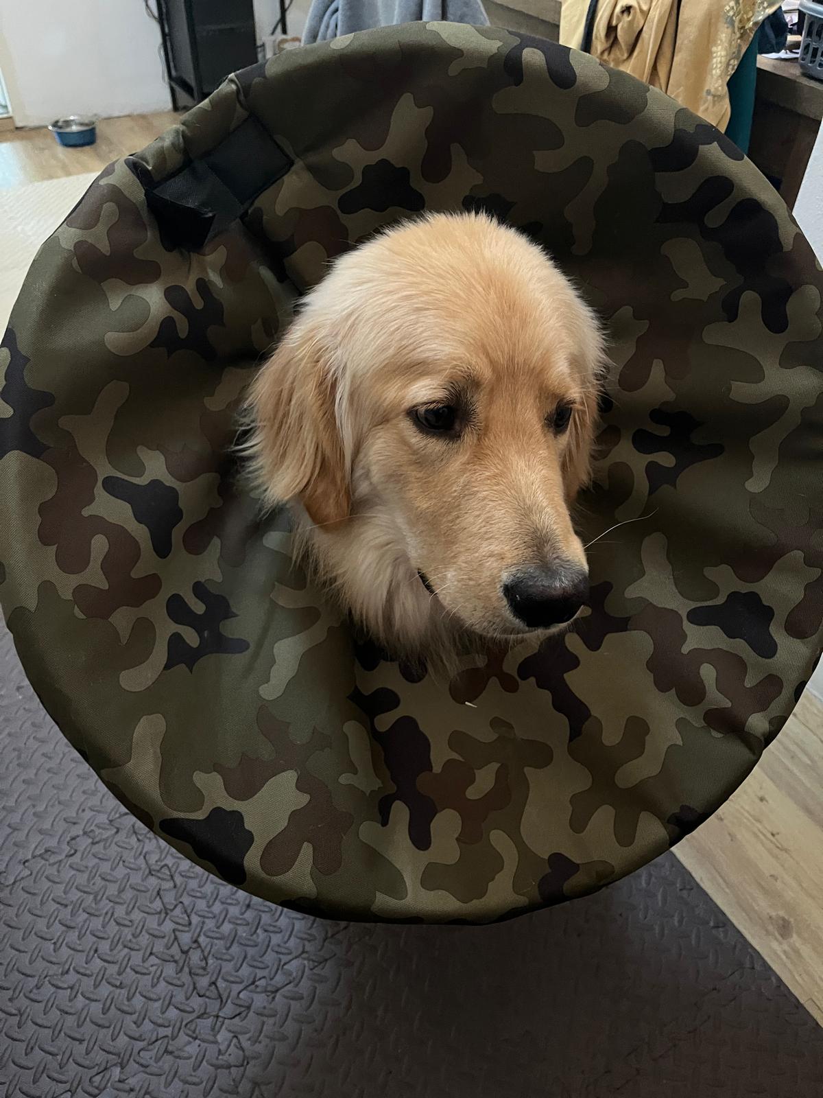 Látkový límec na míru pro psa po operaci