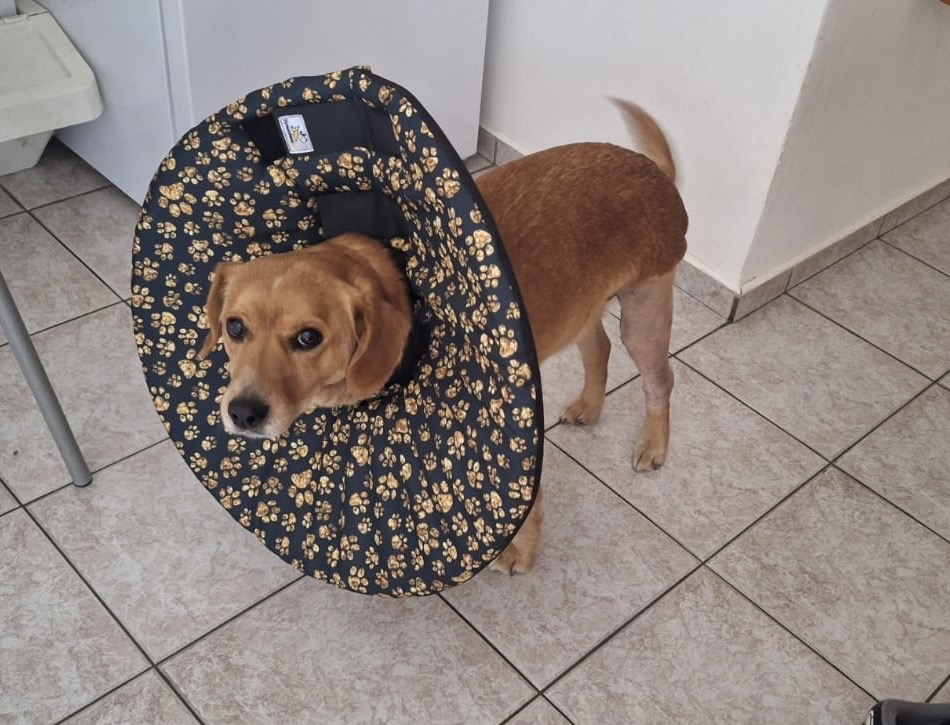 Límec pro psa po operaci