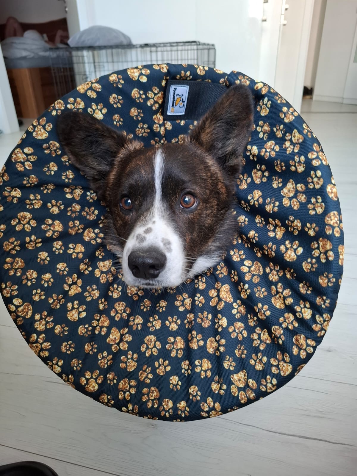 látkový krunýř pro psa po operaci