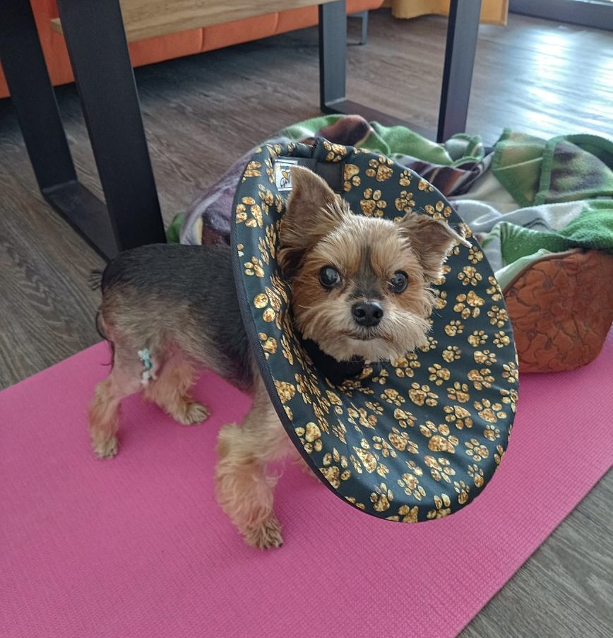 speciální pohodlný alternativní látkový límec na míru pro psy i kočky