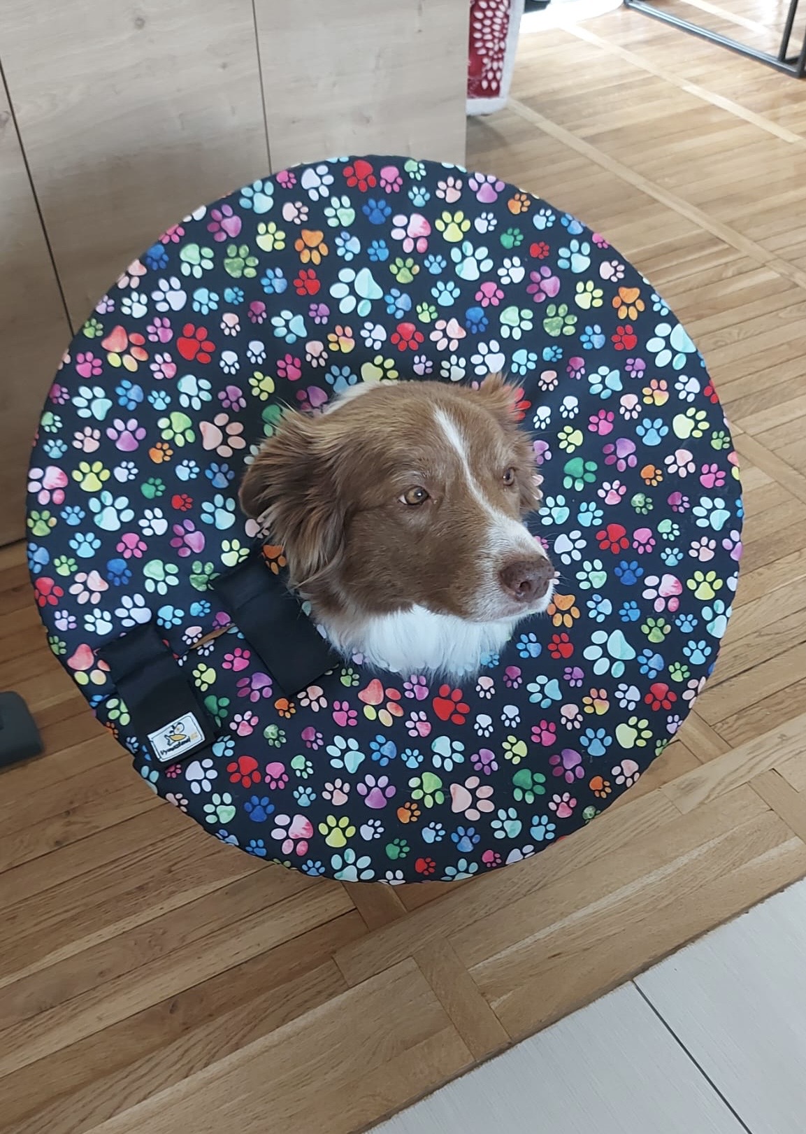 krunýř pro psa látkový šitý na míru dle rasy a zranění