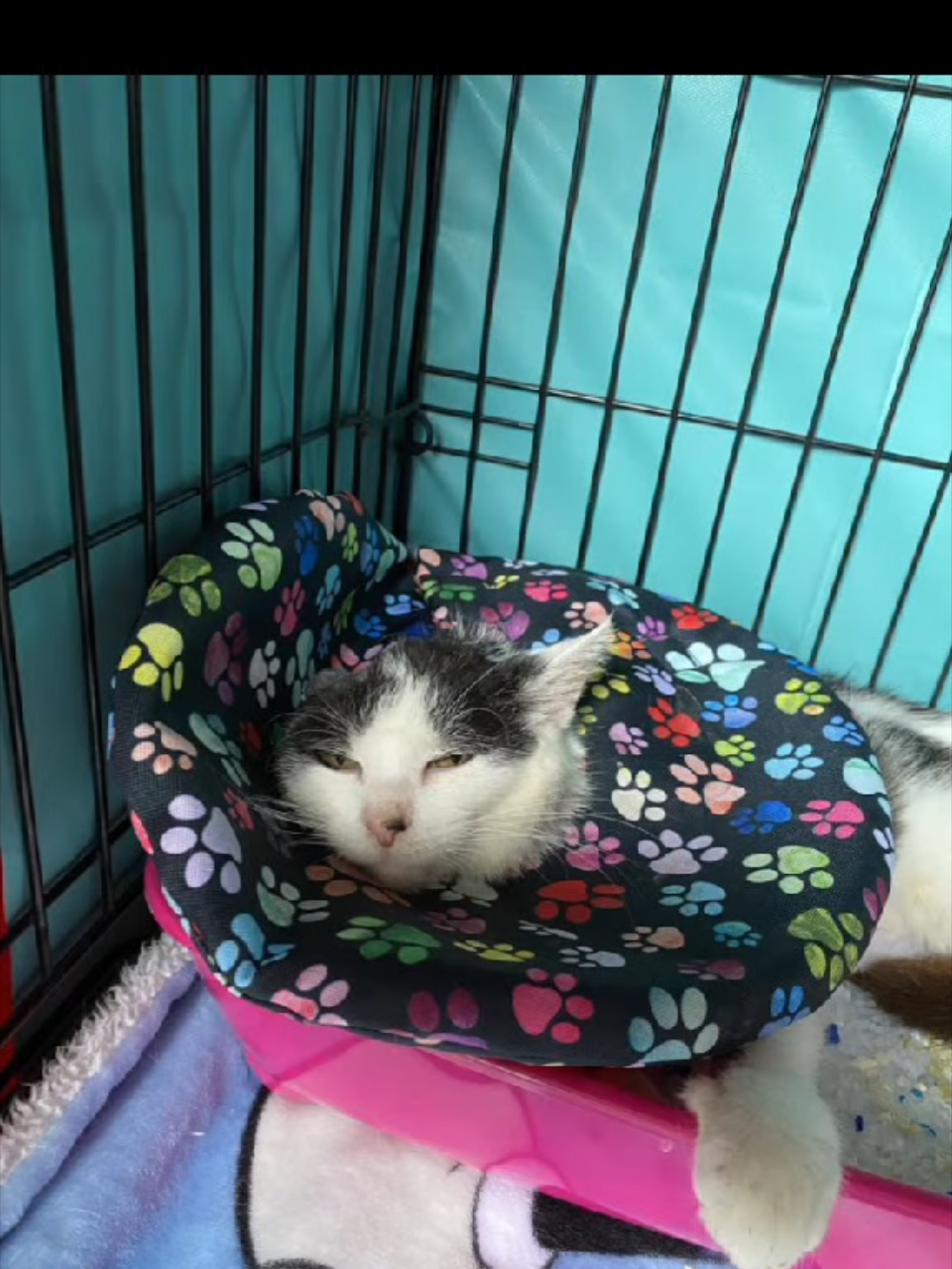 ochranný měkký límec pro kočky i psy