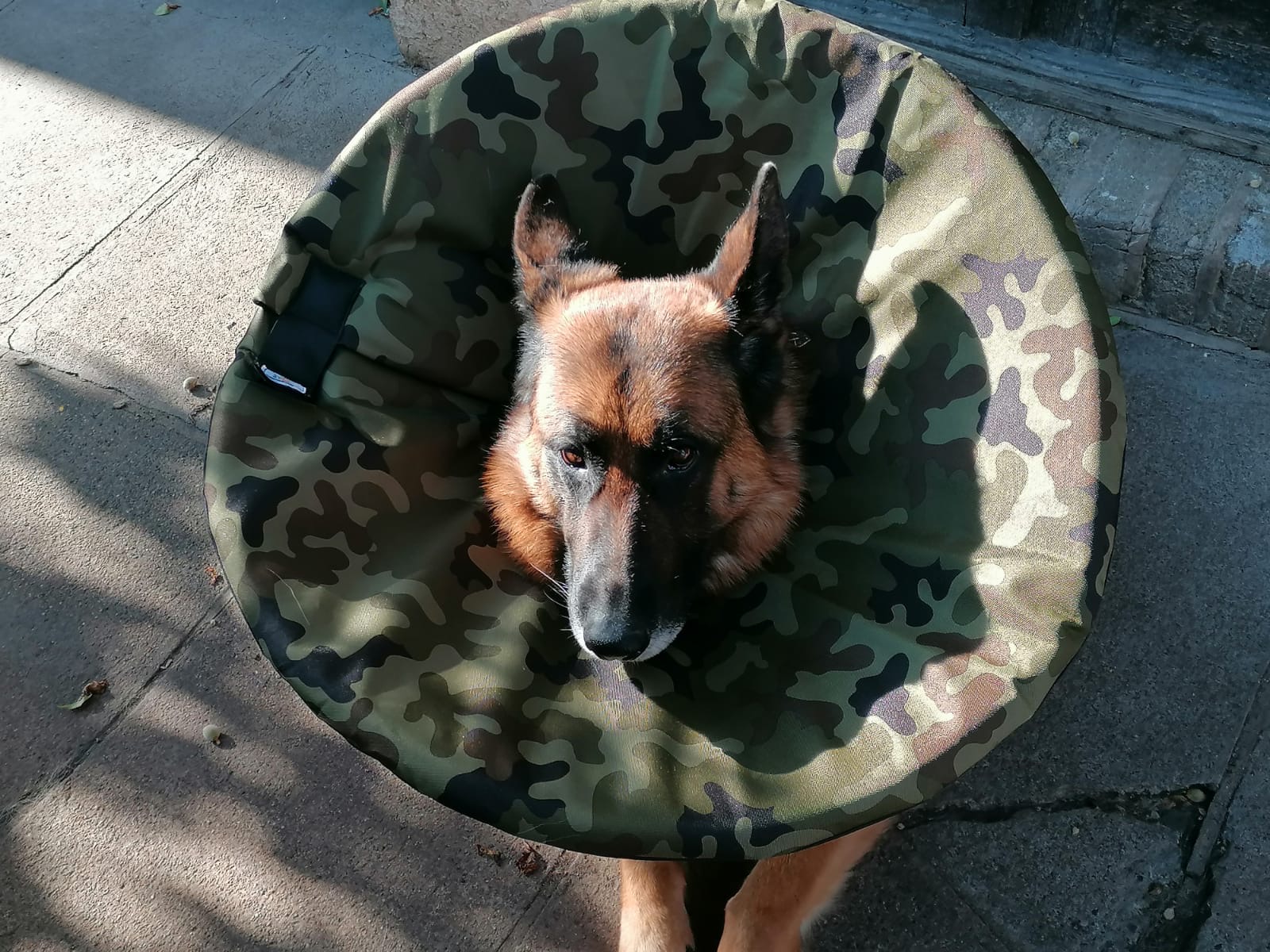 alternativa k plastovému límci