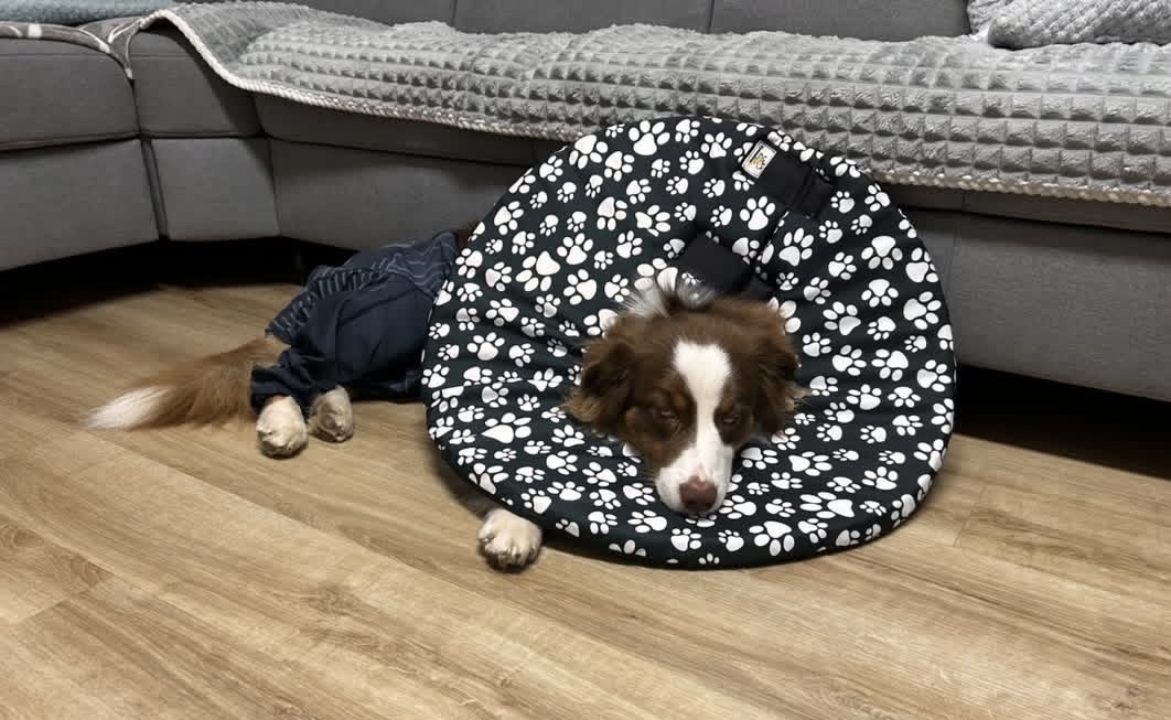 límec pro psa na míru