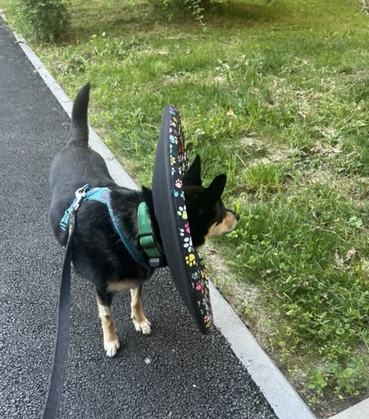 alternativa plastového límce