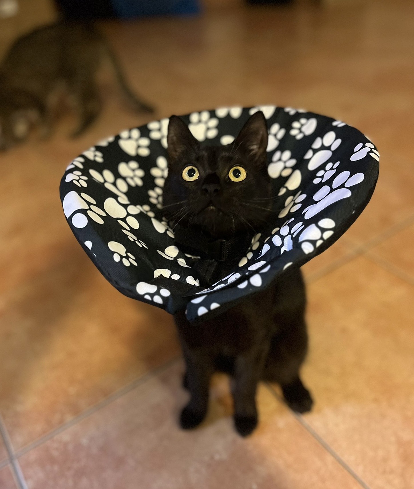 alternativní látkový límec na míru pro kočky i psy