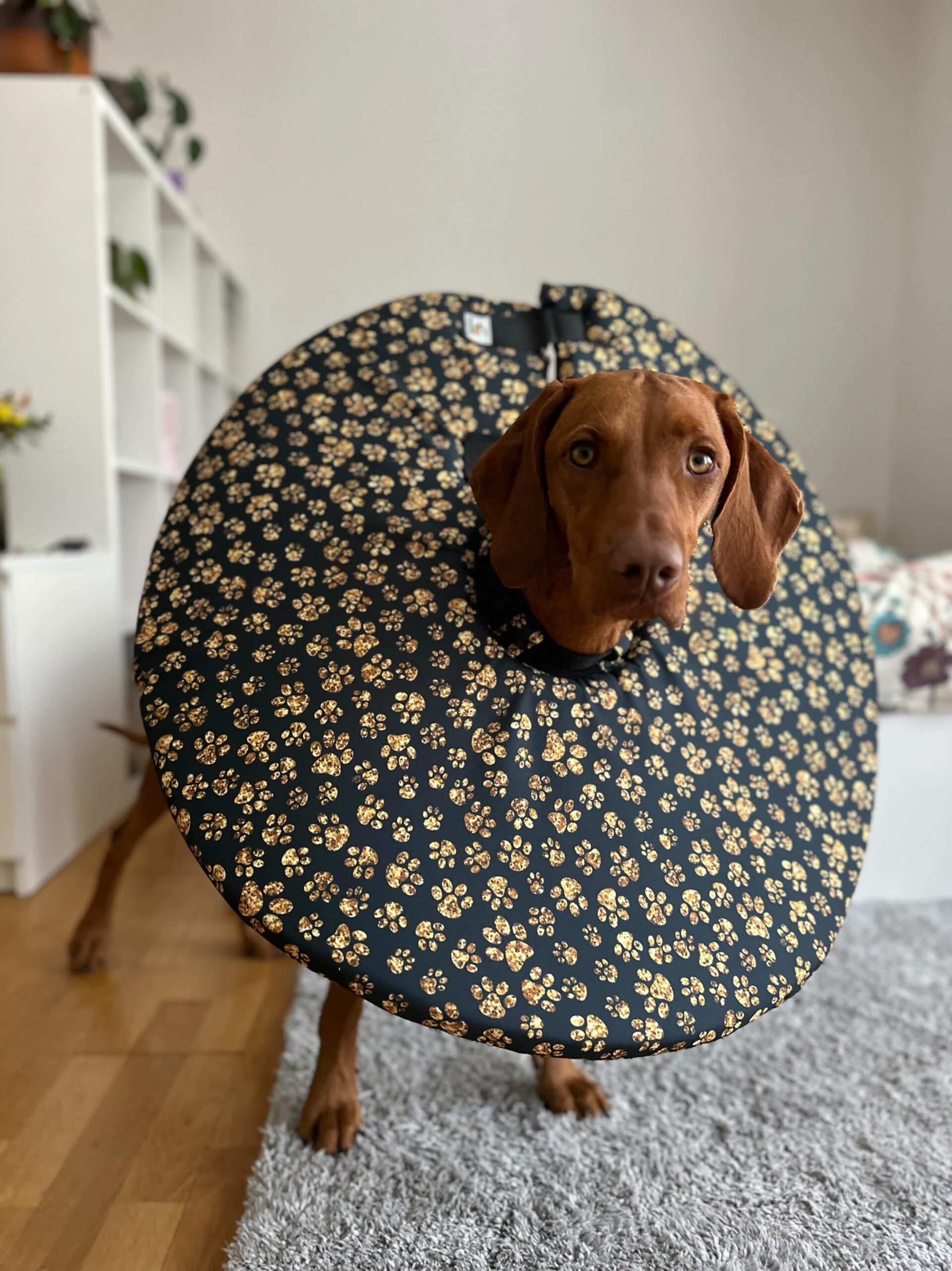 látkový límec na míru pro malé i velké psy