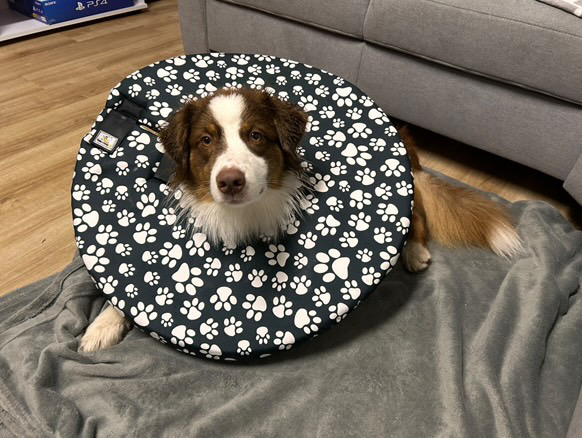 Pohodlný límec na míru - veterinární pomůcka pro psy i kočky